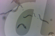 Chernobyl worms clue to cancer studies