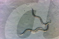 Chernobyl worms clue to cancer studies