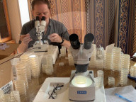Chernobyl worms clue to cancer studies