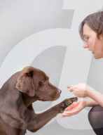 Why some Labrador dogs are prone to obesity