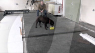 Why some Labrador dogs are prone to obesity