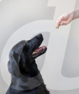 Why some Labrador dogs are prone to obesity