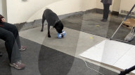 Why some Labrador dogs are prone to obesity