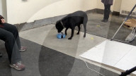 Why some Labrador dogs are prone to obesity