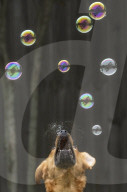 FEATURE - Hund lässt Seifenblasen platzen