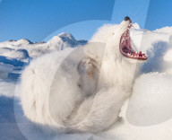 FEATURE - Ein junger Polarfuchs nutzt die seltene Gelegenheit eines Nickerchens im warmen Sonnenschein