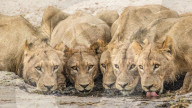 FEATURE -  Ein Rudel Löwinnen gruppiert sich zum Schutz zusammen, während sie an einem Flussufer trinken