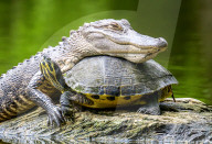 FEATURE -  Alligator benutzt eine Schildkröte als Kopfkissen