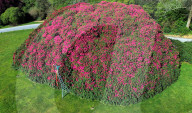 FEATURE - Englands größter Rhododendron hat einen Monat früher geblüht