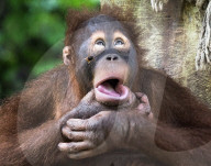 FEATURE - Ein junger Orang-Utan reagiert schockiert, als er eine Biene sieht, die nahe an seinem Gesicht vorbeifliegt