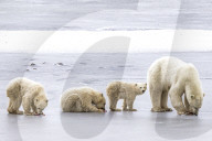 FEATURE - Eisbärenjungen bilden eine Warteschlange und folgen ihrer Mutter