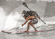 FEATURE - Hunde surfen mit ihren Herrchen