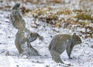 FEATURE - Ein graues Eichhörnchen stürzt beim Spielen mit einem Freund im Schnee