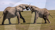 FEATURE - Diese Elefanten kämpfen mit ihren Rüsseln wie Wrestler