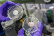 Turning mold into a vegetarian meat alternative