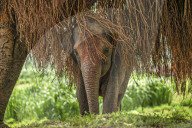 FEATURE - Eine Mammutaufgabe zum Verstecken