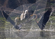 FEATURE -  Ein Vogelpaar kämpft auf einem See um sein Revier