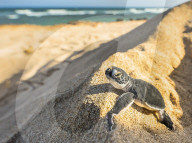 FEATURE - Frisch geschlüpfte Schildkröten machen ihre erste Reise zum Meer