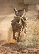 FEATURE - Gepardenjungenzu sprinten zum Fleisch , das für sie übrig geblieben ist