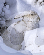 FEATURE - Eine frische Schneedecke für diesen gut angepassten Feldhasen