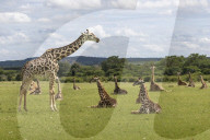FEATURE - Eine Giraffe sticht aus der Menge hervor