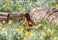 Sunnier spring weather with rain for London, UK.