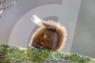 FEATURE - Ein rotes Eichhörnchen rollt sich zusammen, um sich warm zu halten