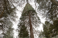 Hidden giants: how the UK's 500,000 redwoods put California in the shade