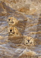 FEATURE - Eine Gruppe von Geparden schneidet Grimassen