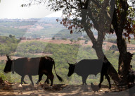 'We don't know where the money is going': the 'carbon cowboys' making millions from credit schemes.
Kariba project in Zimbabwe.