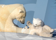 FEATURE - Niedliche Eisbärenjunge kuscheln sich an ihre Mutter