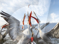 FEATURE -  Eine große Schar Pelikane streitet sich um Fische 