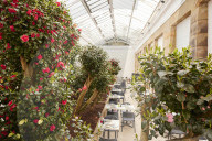 Rare camellias at Wentworth Woodhouse, English stately home, bloom again after £5m revamp.