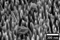 Silicon spiked surface that tears apart virsuses is developed