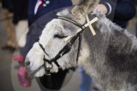 Donkeys lead the clergy and choir in procession into York Minster for the Palm Sunday Eucharist