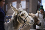 Donkeys lead the clergy and choir in procession into York Minster for the Palm Sunday Eucharist