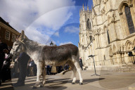 Donkeys lead the clergy and choir in procession into York Minster for the Palm Sunday Eucharist