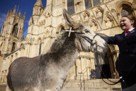 Donkeys lead the clergy and choir in procession into York Minster for the Palm Sunday Eucharist