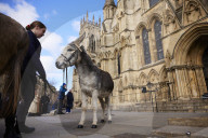 Donkeys lead the clergy and choir in procession into York Minster for the Palm Sunday Eucharist