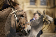 Donkeys lead the clergy and choir in procession into York Minster for the Palm Sunday Eucharist