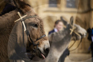 Donkeys lead the clergy and choir in procession into York Minster for the Palm Sunday Eucharist