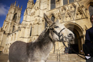 Donkeys lead the clergy and choir in procession into York Minster for the Palm Sunday Eucharist