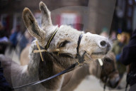 Donkeys lead the clergy and choir in procession into York Minster for the Palm Sunday Eucharist