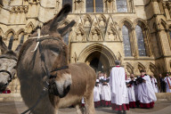Donkeys lead the clergy and choir in procession into York Minster for the Palm Sunday Eucharist