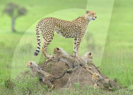 FEATURE - Eine Gepardenmutter hütet wachsam ihre Jungtiere