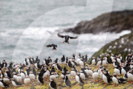 Northumberland's Farne Islands reopen to visitors after bird flu outbreak
