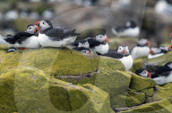 Northumberland's Farne Islands reopen to visitors after bird flu outbreak