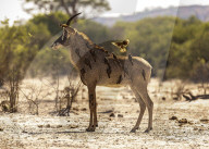 FEATURE - Antilopen sind mit Madenhackern übersät