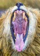 FEATURE -  Ein Löwe zeigt seine Zähne mit einem großen Gähnen