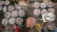 FEATURE -Arbeiter bringen Körbe mit Fisch für den Verkauf auf den Markt